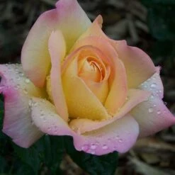 Rosa Peace - Hybrid Tea Shrub Rose -Eco Nest Store Rosa Peace 3