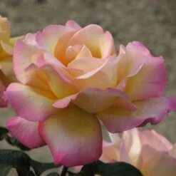 Rosa Peace - Hybrid Tea Shrub Rose -Eco Nest Store Rosa Peace X