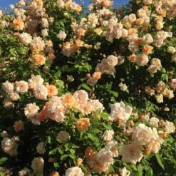 Rosa Perle D'Or - Old Shrub Rose -Eco Nest Store Rosa Perle d Or 03