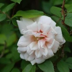 Rosa Perle D'Or - Old Shrub Rose -Eco Nest Store Rosa Perle d Or 04