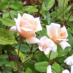 Rosa Perle D'Or - Old Shrub Rose -Eco Nest Store Rosa Perle d Or 1