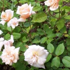 Rosa Perle D'Or - Old Shrub Rose -Eco Nest Store Rosa Perle d Or 3