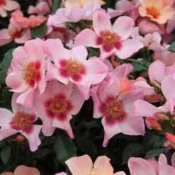 Rosa Persica For Your Eyes Only