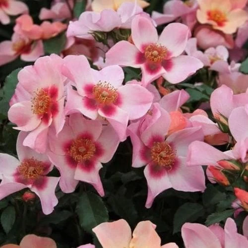 Rosa Persica For Your Eyes Only 3 Rosa Persica For Your Eyes Only