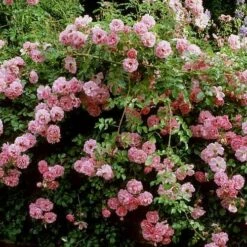 Rosa Persica Pheasant -Eco Nest Store Rosa Pheasant 02