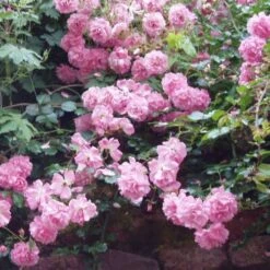 Rosa Persica Pheasant -Eco Nest Store Rosa Pheasant 03