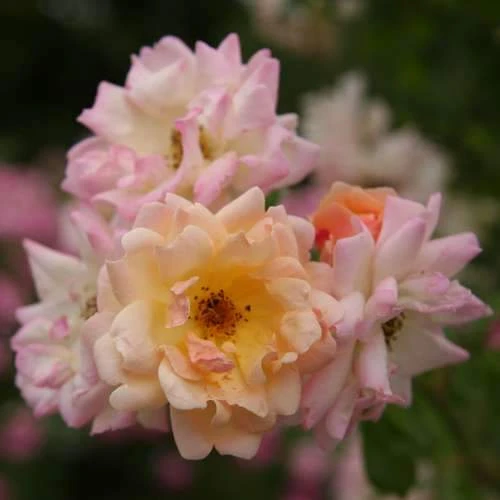 Rosa Phyllis Bide 3 Rosa Phyllis Bide
