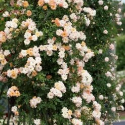 Rosa Phyllis Bide 11 Rosa Phyllis Bide -Eco Nest Store Rosa Phyllis Bide 2