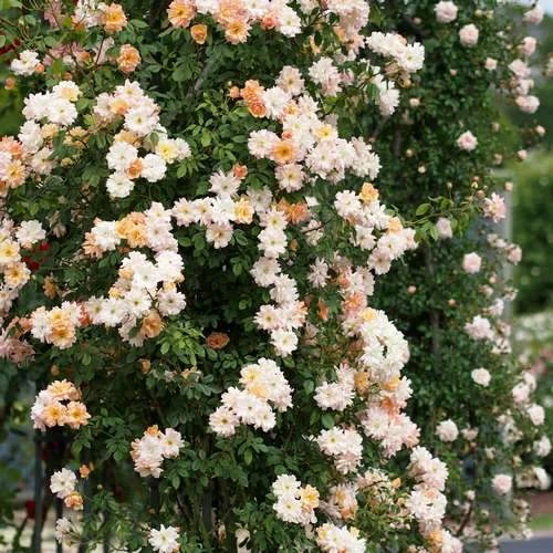 Rosa Phyllis Bide 7 Rosa Phyllis Bide - Image 5