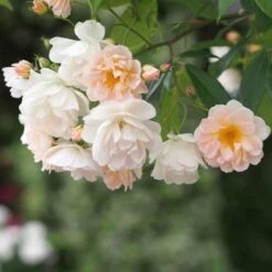 Rosa Phyllis Bide 10 Rosa Phyllis Bide -Eco Nest Store Rosa Phyllis Bide 3