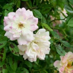 Rosa Phyllis Bide 9 Rosa Phyllis Bide -Eco Nest Store Rosa Phyllis Bide 4