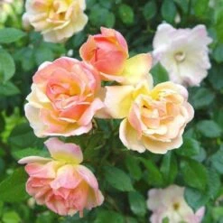 Rosa Phyllis Bide 8 Rosa Phyllis Bide -Eco Nest Store Rosa Phyllis Bide 5