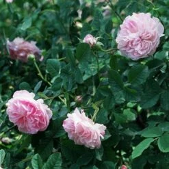 Rosa Quatre Saisons - Old Shrub Rose -Eco Nest Store Rosa Quatre Saisons 2