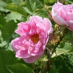 Rosa Quatre Saisons - Old Shrub Rose -Eco Nest Store Rosa Quatre Saisons 3