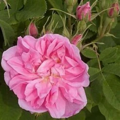 Rosa Quatre Saisons - Old Shrub Rose -Eco Nest Store Rosa Quatre Saisons 4