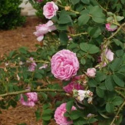 Rosa Queen Of Denmark -Eco Nest Store Rosa Queen of Denmark 1