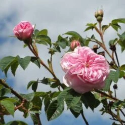 Rosa Queen Of Denmark -Eco Nest Store Rosa Queen of Denmark 3