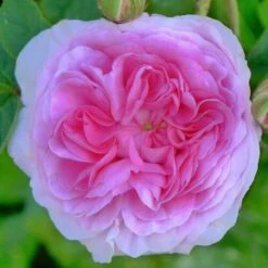 Rosa Queen Of Denmark -Eco Nest Store Rosa Queen of Denmark X