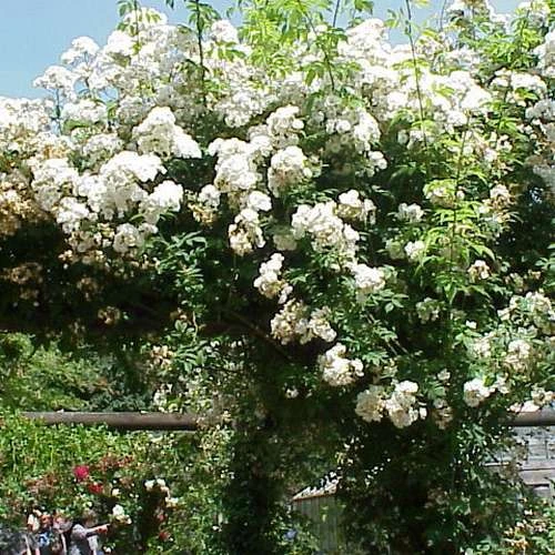 Rosa Rambling Rector - Rambling Rose 4 Rosa Rambling Rector - Rambling Rose - Image 2