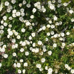 Rosa Rambling Rector - Rambling Rose 11 Rosa Rambling Rector - Rambling Rose -Eco Nest Store Rosa Rambling Rector 2