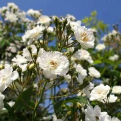 Rosa Rambling Rector - Rambling Rose 12 Rosa Rambling Rector - Rambling Rose -Eco Nest Store Rosa Rambling Rector 3