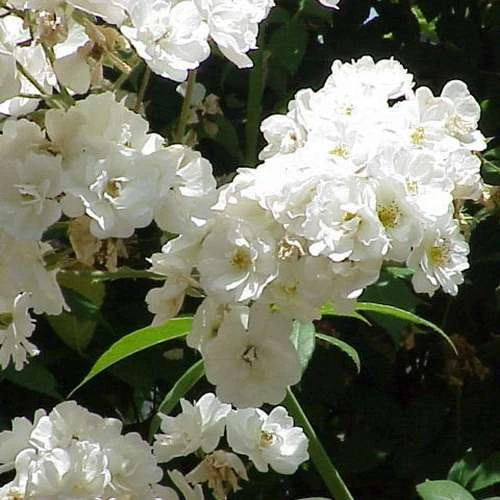 Rosa Rambling Rector - Rambling Rose 7 Rosa Rambling Rector - Rambling Rose - Image 5