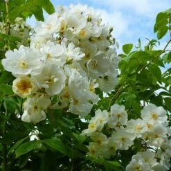 Rosa Rambling Rector - Rambling Rose 14 Rosa Rambling Rector - Rambling Rose -Eco Nest Store Rosa Rambling Rector 5