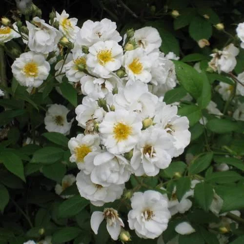 Rosa Rambling Rector - Rambling Rose 9 Rosa Rambling Rector - Rambling Rose - Image 7
