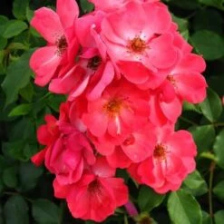 Rosa Red Blanket -Eco Nest Store Rosa Red Blanket 3