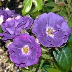 Rosa Rhapsody In Blue 9 Rosa Rhapsody In Blue -Eco Nest Store Rosa Rhapsody in Blue 2