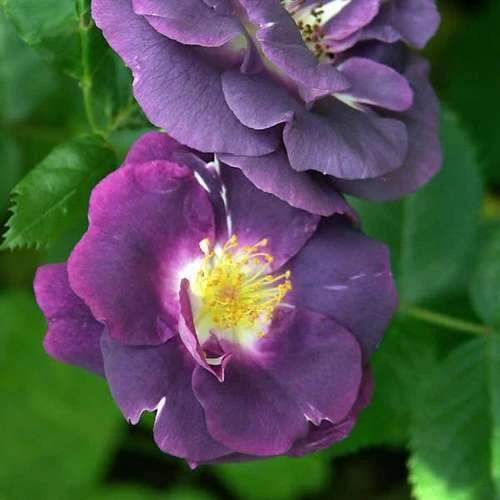 Rosa Rhapsody In Blue 6 Rosa Rhapsody In Blue - Image 4