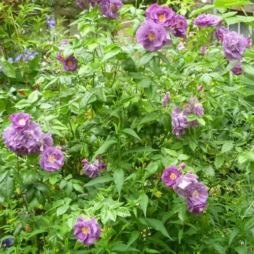 Rosa Rhapsody In Blue 7 Rosa Rhapsody In Blue - Image 5