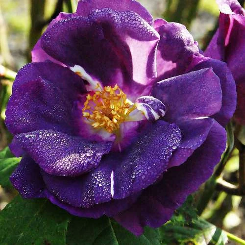 Rosa Rhapsody In Blue 4 Rosa Rhapsody In Blue - Image 2