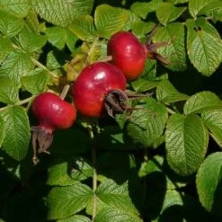 Rosa Rugosa Scabrosa 10 Rosa Rugosa Scabrosa -Eco Nest Store Rosa Scabrosa 3