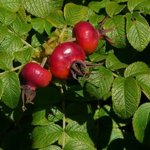 Rosa Rugosa Scabrosa 6 Rosa Rugosa Scabrosa - Image 4