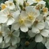 Rosa Sir Cedric Morris - Rambling Rose 2 Rosa Sir Cedric Morris - Rambling Rose -Eco Nest Store Rosa Sir Cedric Morris 1