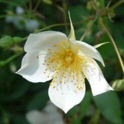 Rosa Sir Cedric Morris - Rambling Rose -Eco Nest Store Rosa Sir Cedric Morris 4