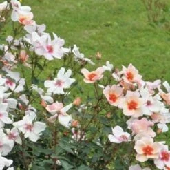 Rosa Persica Smiling Eyes -Eco Nest Store Rosa Smiling Eyes 01 cc788553 74f1 432c 9b66 3f1016c4012d