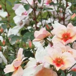 Rosa Persica Smiling Eyes -Eco Nest Store Rosa Smiling Eyes 02 57b3481d c44e 4720 9b5c 10cd4aa6cdeb