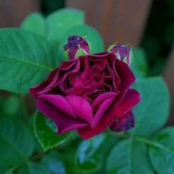 Rosa Souvenir Du Dr Jamain - Climbing Rose -Eco Nest Store Rosa Souvenir du Dr Jamain 3