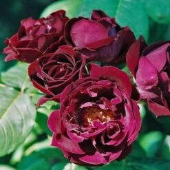 Rosa Souvenir Du Dr Jamain - Climbing Rose -Eco Nest Store Rosa Souvenir du Dr Jamain 4