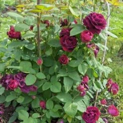 Rosa Souvenir Du Dr Jamain - Climbing Rose -Eco Nest Store Rosa Souvenir du Dr Jamain 5