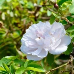 Rosa Stanwell Perpetual - Old Shrub Rose -Eco Nest Store Rosa Stanwell Perpetual 4