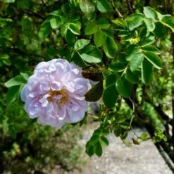 Rosa Stanwell Perpetual - Old Shrub Rose -Eco Nest Store Rosa Stanwell Perpetual 5