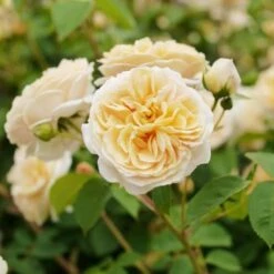 Rosa Teasing Georgia - David Austin Shrub Rose -Eco Nest Store Rosa Teasing Georgia 2