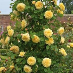 Rosa Teasing Georgia - David Austin Shrub Rose -Eco Nest Store Rosa Teasing Georgia 4