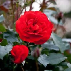 Rosa Trumpeter - Floribunda Shrub Rose -Eco Nest Store Rosa Trumpeter7