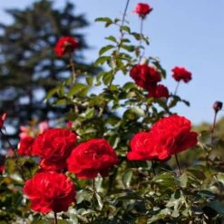 Rosa Trumpeter - Floribunda Shrub Rose -Eco Nest Store Rosa Trumpeter 1