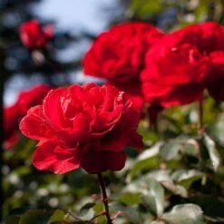 Rosa Trumpeter - Floribunda Shrub Rose -Eco Nest Store Rosa Trumpeter 2