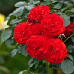 Rosa Trumpeter - Floribunda Shrub Rose -Eco Nest Store Rosa Trumpeter 3